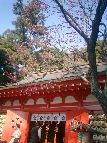 02）鎌倉市二階堂「荏柄天神社」１１：３０ａｍ頃。鎌倉で最初に咲くと言われる梅。
