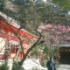 04）鎌倉市二階堂「荏柄天神社」１１：３０ａｍ頃。鎌倉で最初に咲くと言われる梅。