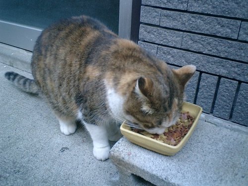 01) 途中で見つけた、丸々太った猫。.JPG