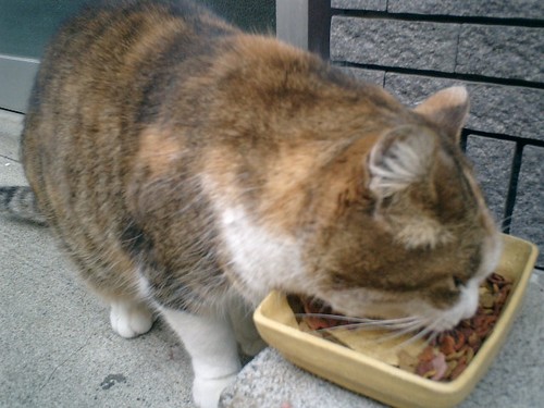 02) 途中で見つけた、丸々太った猫。.JPG