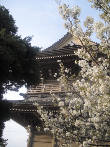 02) 山門周辺の桜、鎌倉「光明寺」.JPG