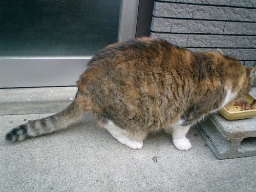 03) 途中で見つけた、丸々太った猫。.JPG